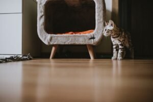 Pet care in small apartments