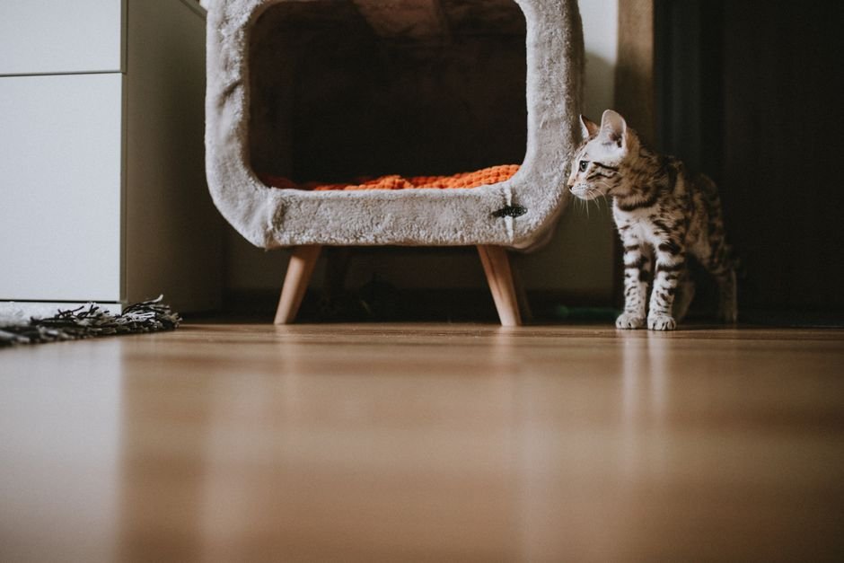 Kitten standing beside a pet bed in a modern apartment interior