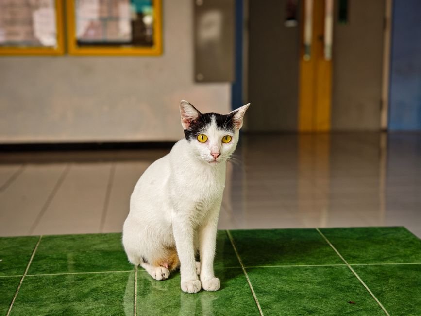Calico cat sitting on a tiled floor in a well-ventilated indoor room