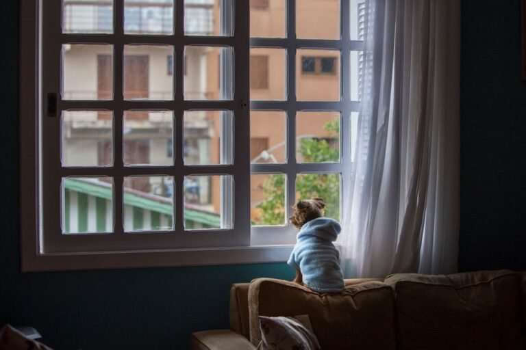 Small dog sitting on a sofa looking out an apartment window while home alone