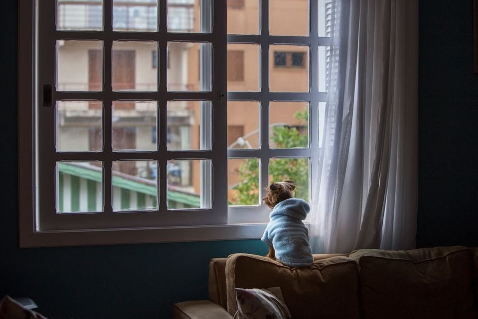 Small dog sitting on a sofa looking out an apartment window while home alone
