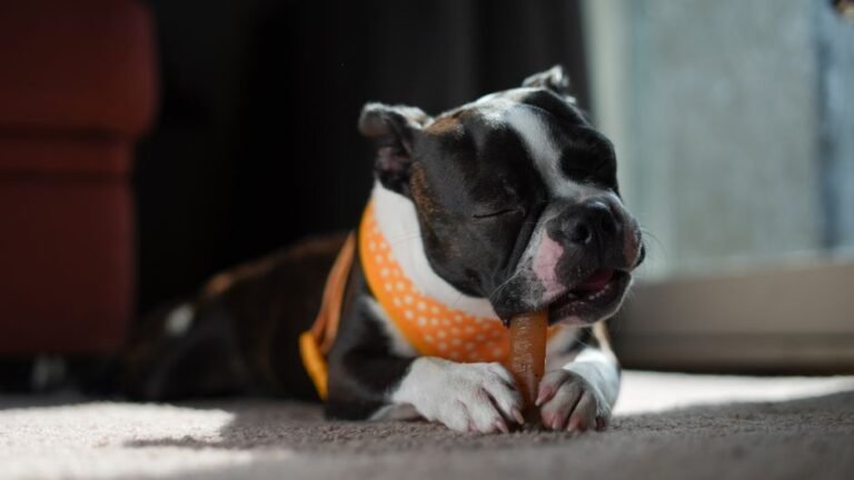 Boston Terrier puppy working at a chew toy indoors