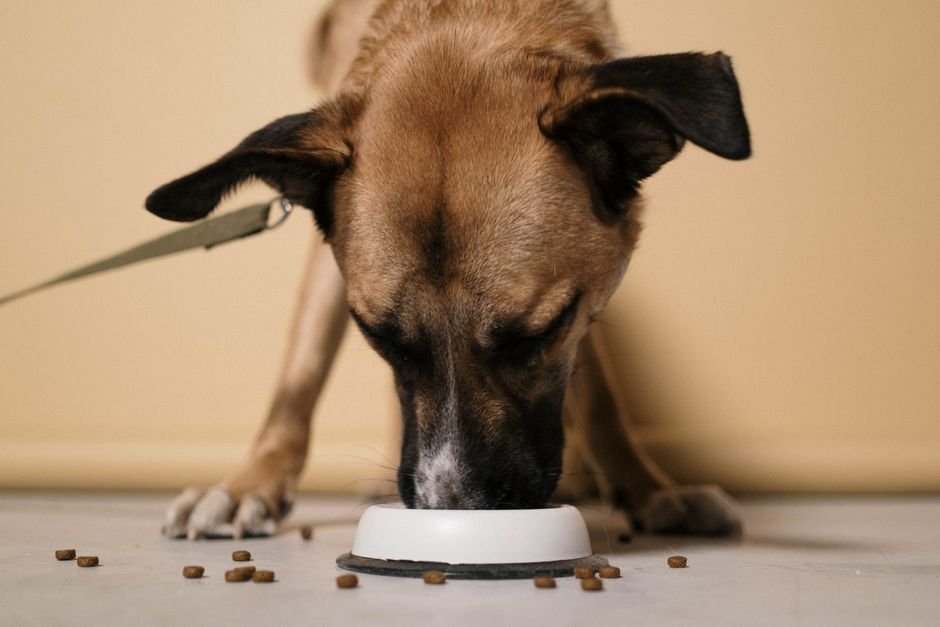 Dog working for food indoors, redirecting apartment dog destructive behavior from boredom into a feeding task