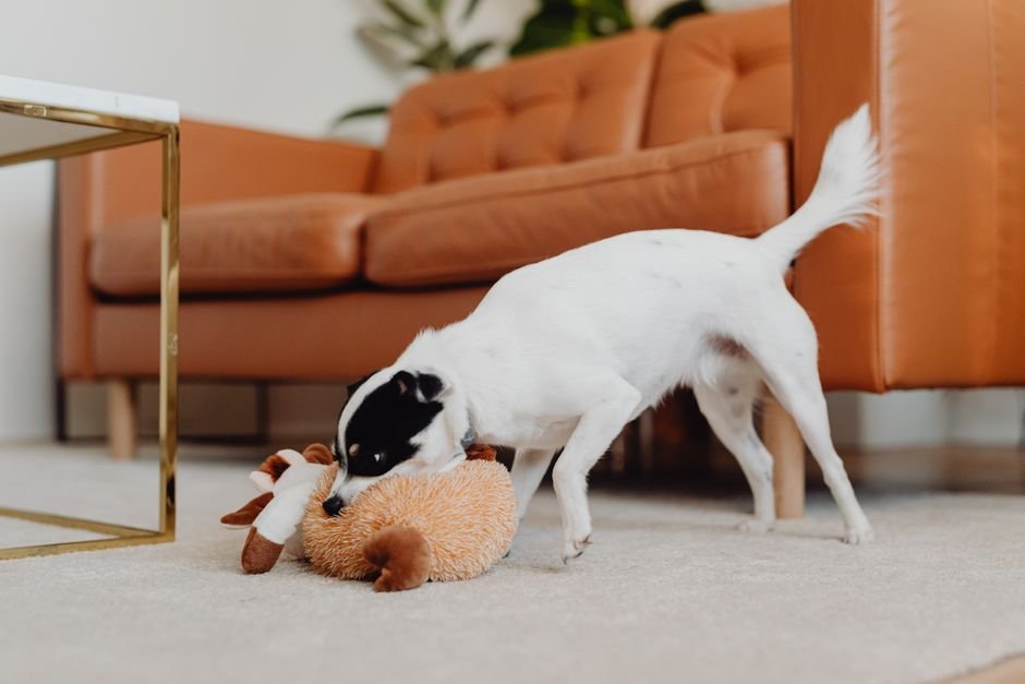 Enrichment toy on a living room floor for an apartment dog with boredom-driven destructive behavior