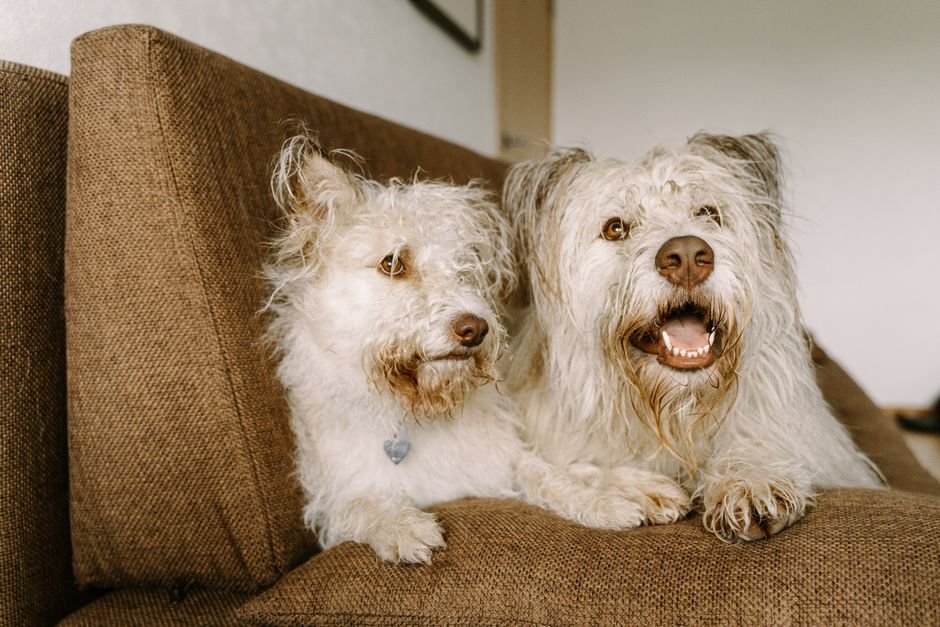 Two fluffy white dogs shedding on a couch, the kind of pet hair an air purifier is not helping with
