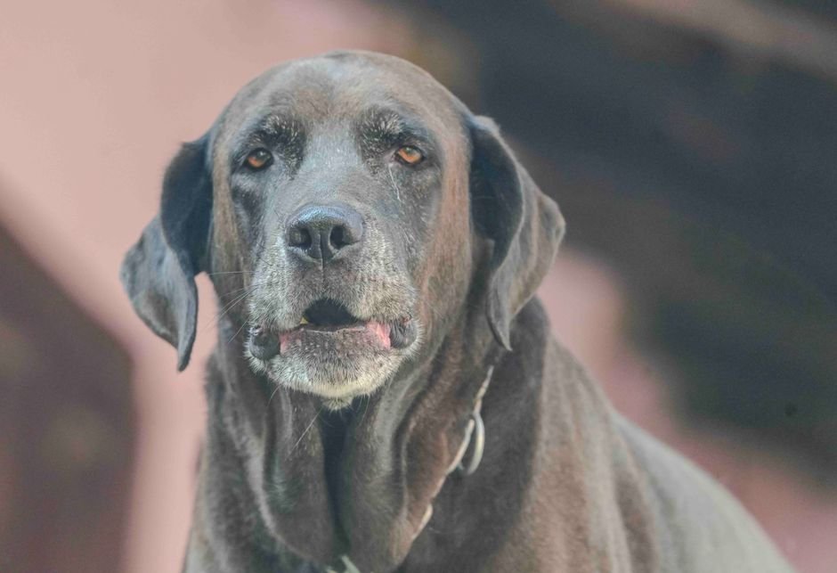 Elderly chocolate Labrador Retriever with a gentle expression