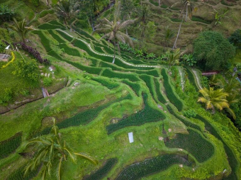 Bali’s 2026 Content Creator Visa Crackdown: What Digital Nomads Actually Need to Know