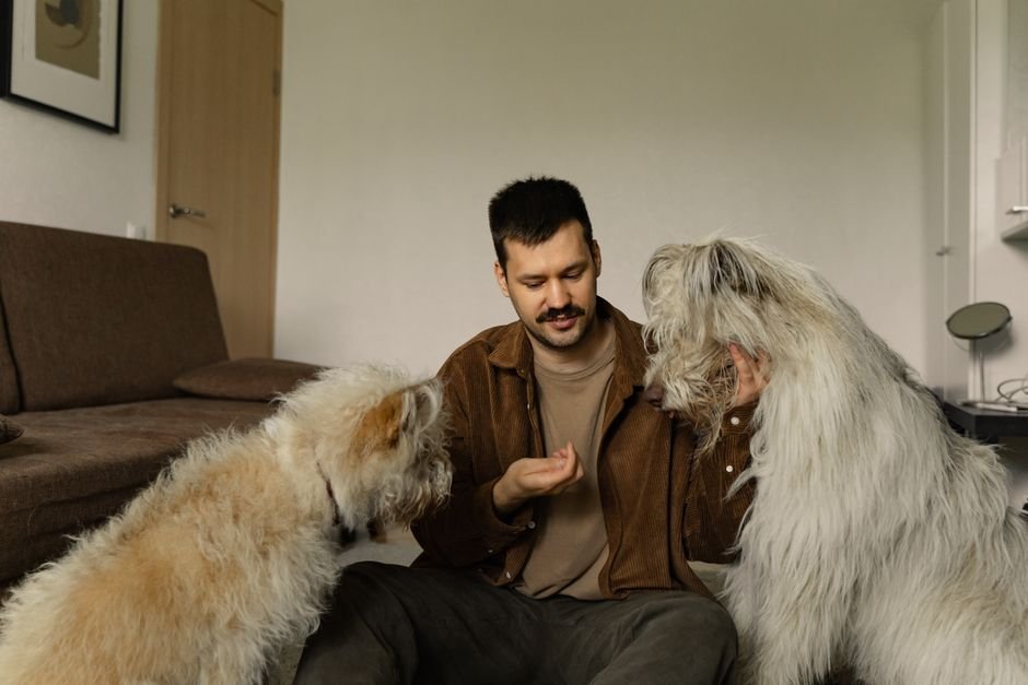 Owner rewarding dogs with treats indoors during sound desensitization training in an apartment