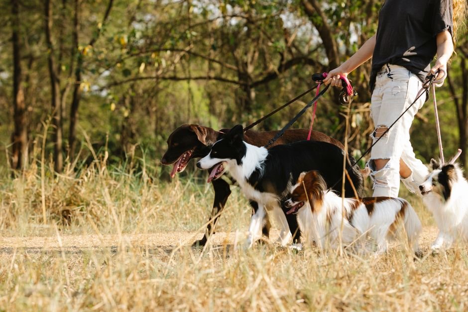 Dog walker leading several leashed dogs through a park, representing a new Rover pet-sitting side hustle