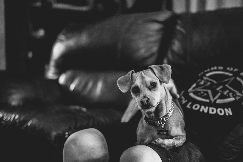 Small dog relaxing on a couch, representing an in-home Rover boarding or house-sitting booking